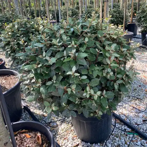 Olijfwilg lage bolvorm