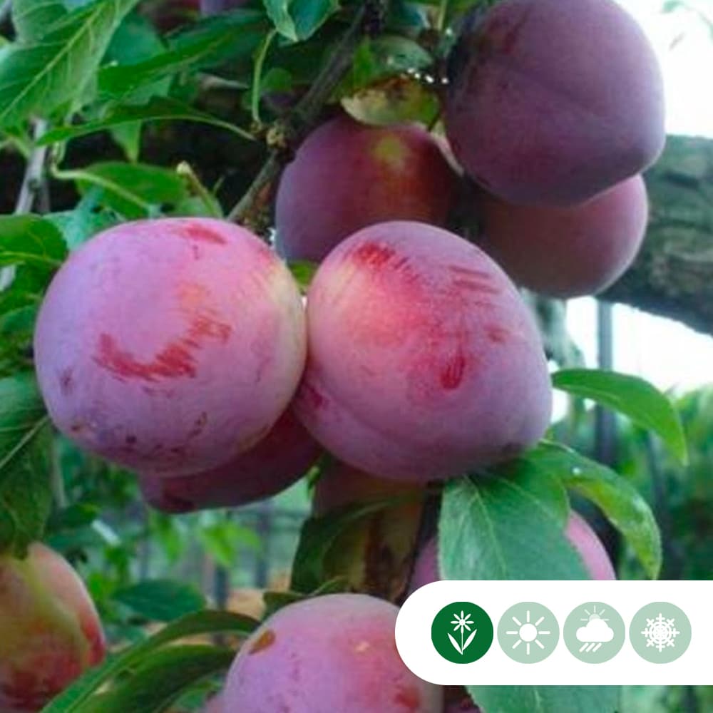 Zoete pruim 'Reine Claude d'Althan'