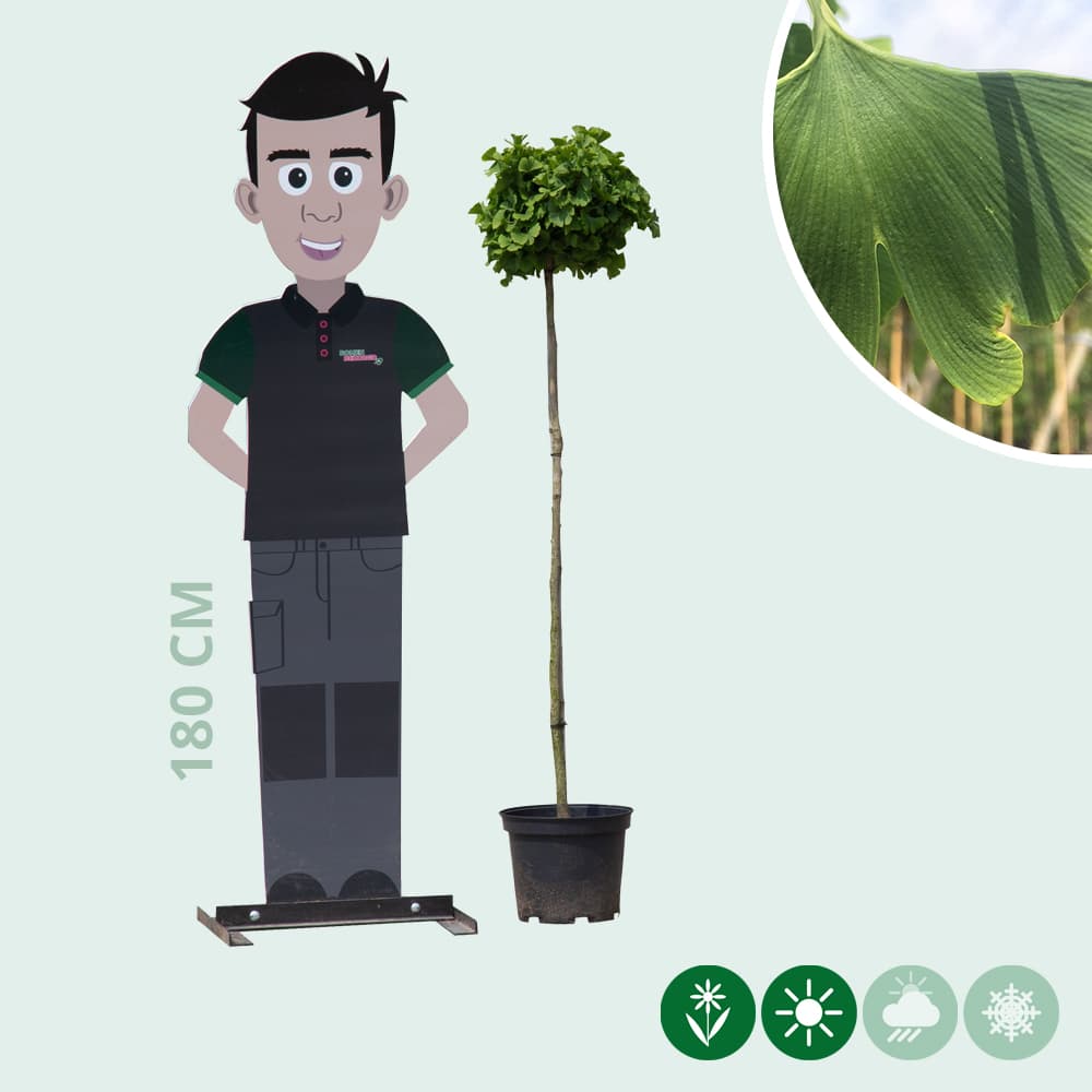 Japanse notenboom op stam 120 cm stamhoogte