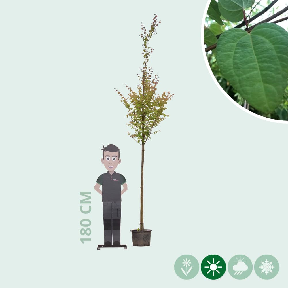 Katsuraboom hoogstam 200 cm