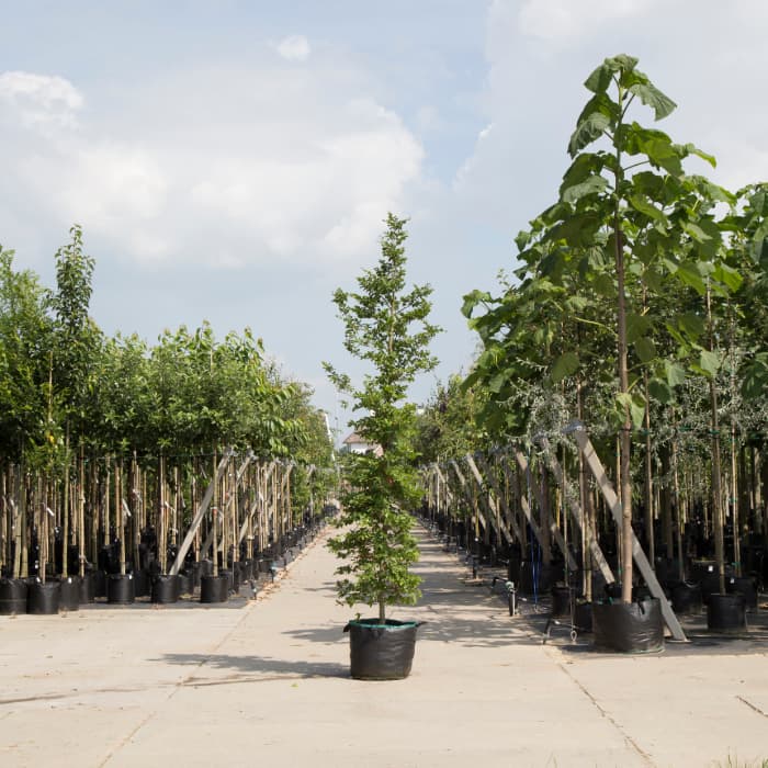 Groene beuk laagstam