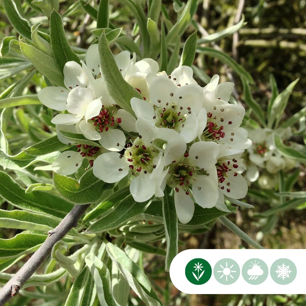 Wilgbladige treur sierpeer