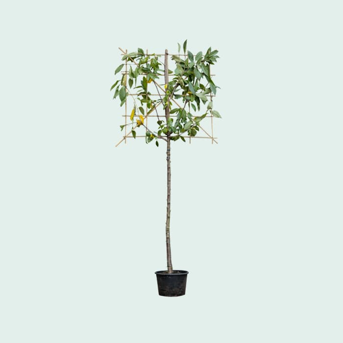 Kordia leiboom groot