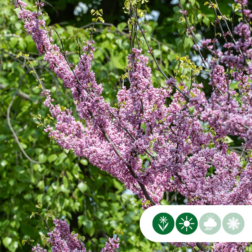 Judasboom 'Lavender Twist'