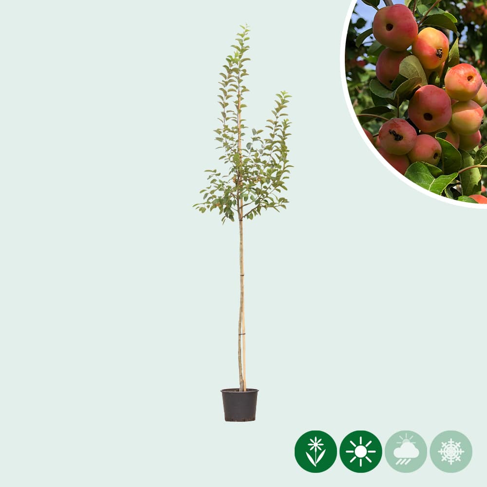 Sierappelboom Malus 'Evereste'