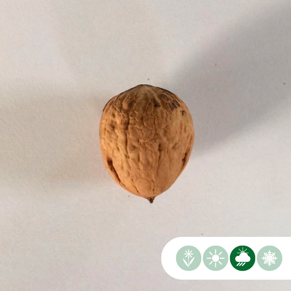 Roodbladige walnotenboom