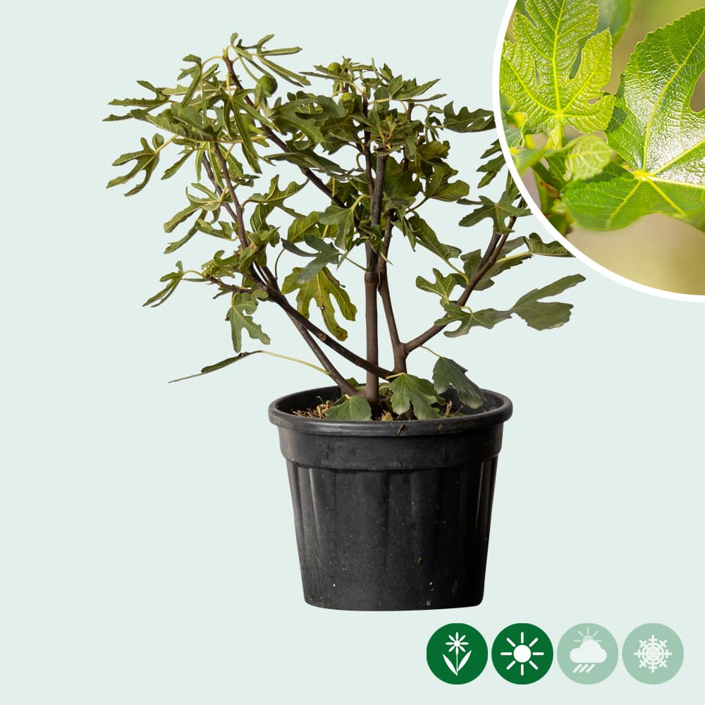 Vijgenboom 'Panachee'