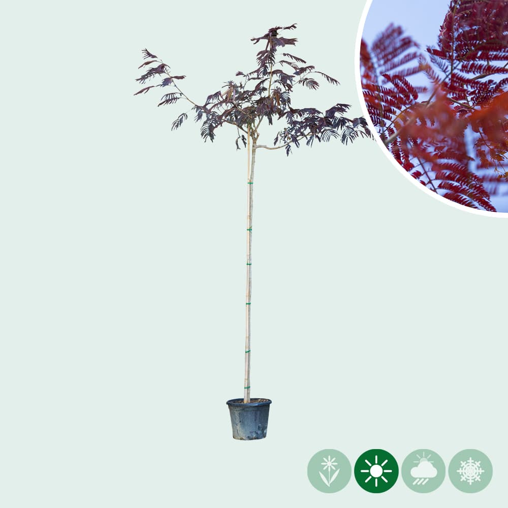 Rode Perzische slaapboom