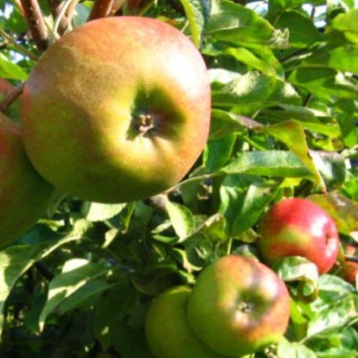 Malus Domestica Appelboom 'Elstar'