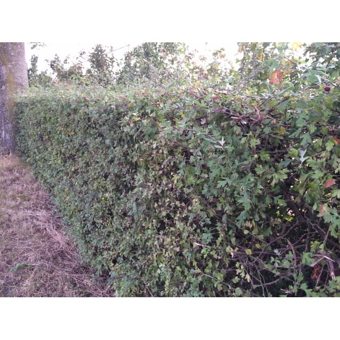 Meidoorn haag 30 cm