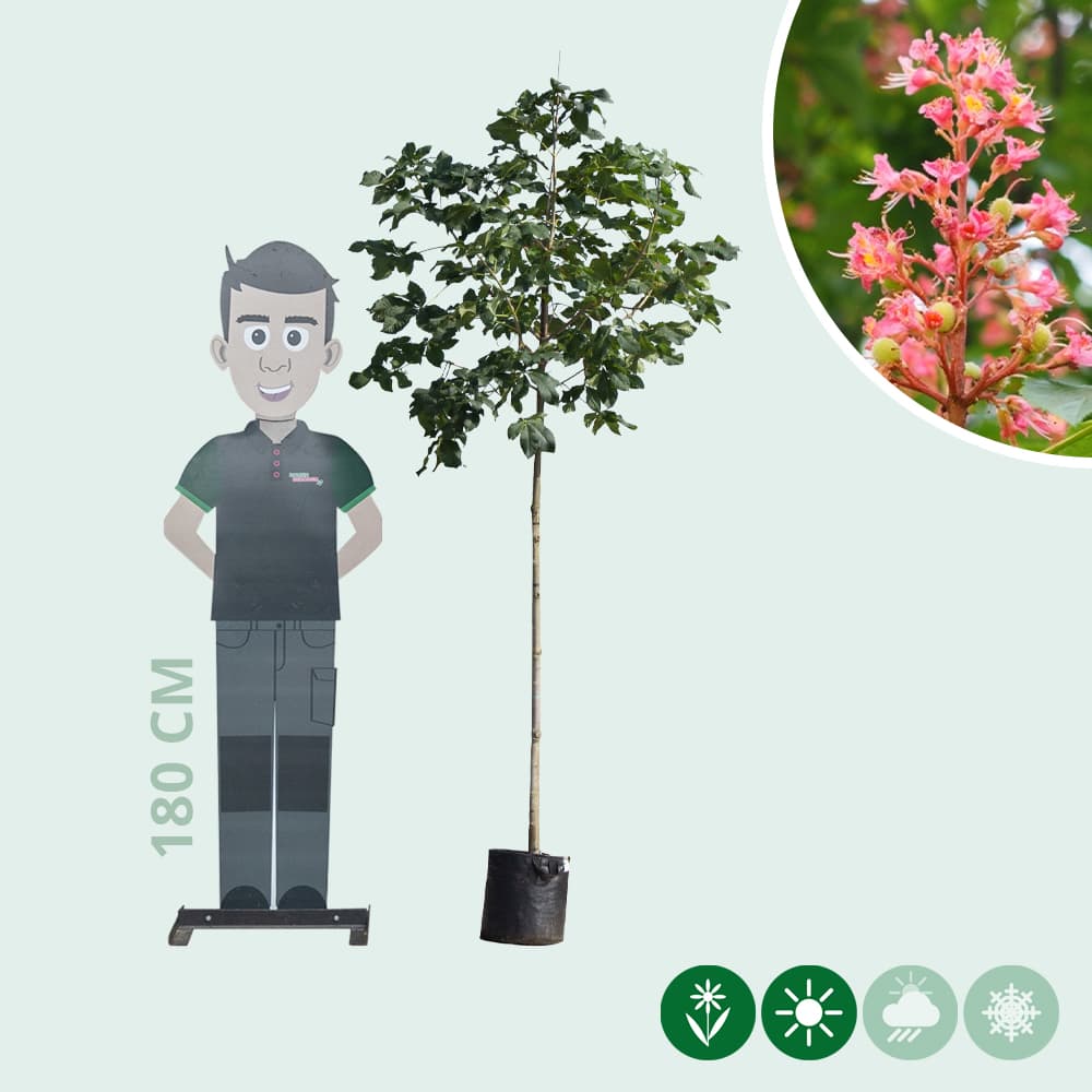 Rode paardenkastanje