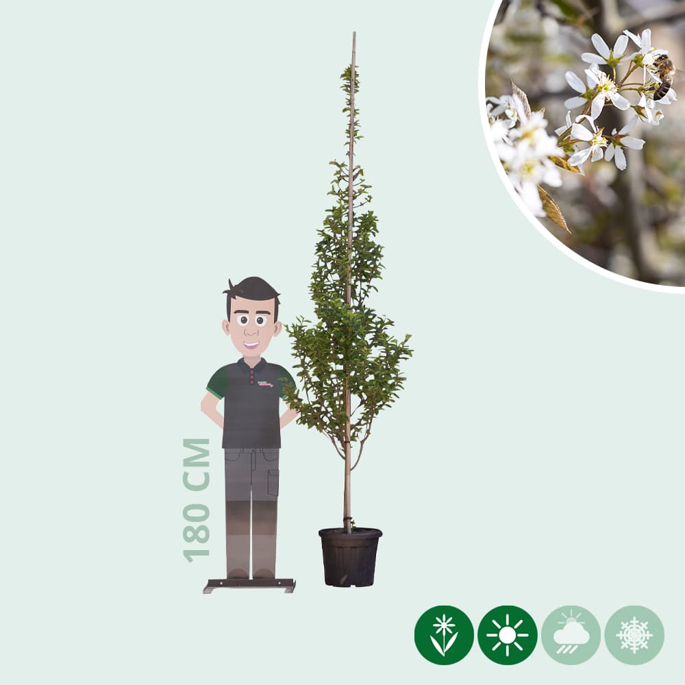 Zuil krentenboom (laagstam)