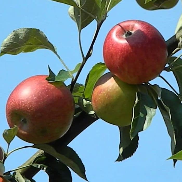 Appelboom Malus domestica 'Benoni' 2