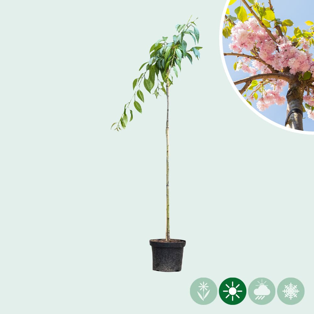 Japanse treur sierkers