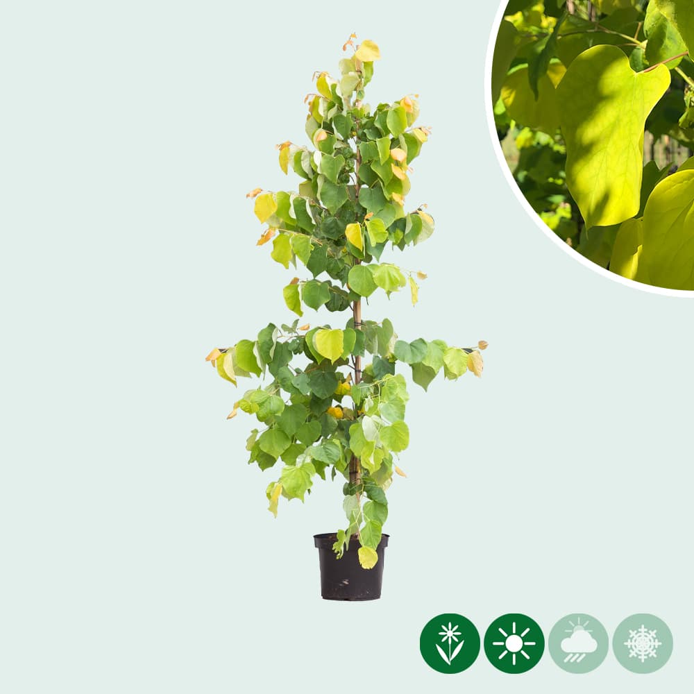 Judasboom 'Eternal Flame'