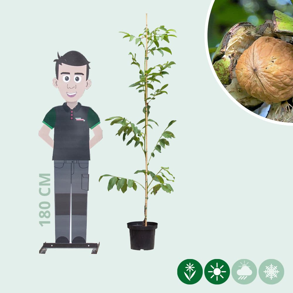 walnotenboom 'Coenen'