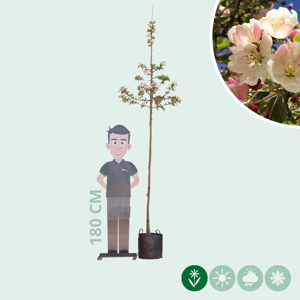 Rode sierappel 'Red Sentinel'