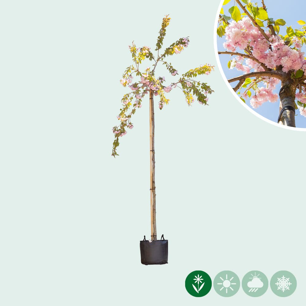 Japanse treursierkers