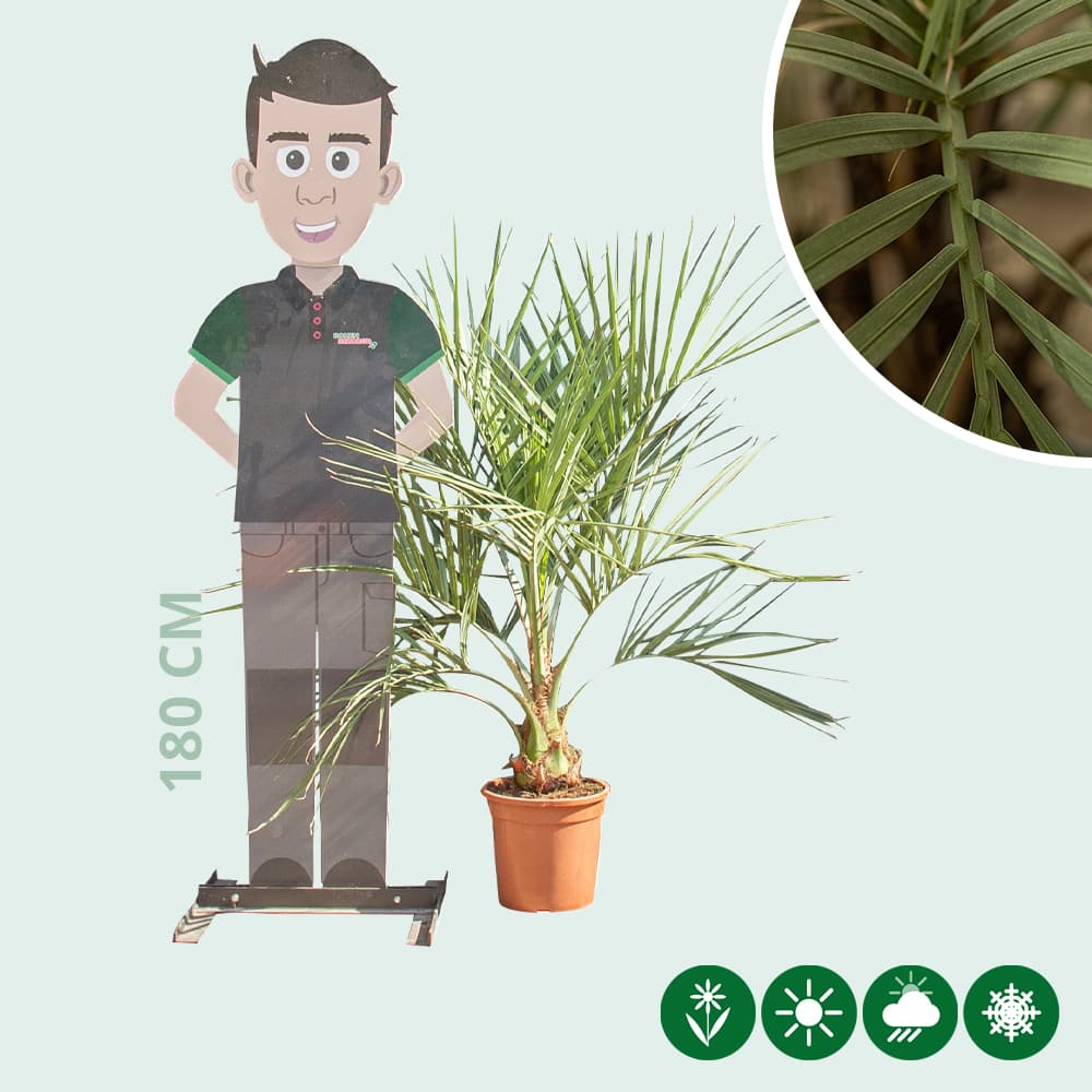 Geleipalm 15 cm stamhoogte