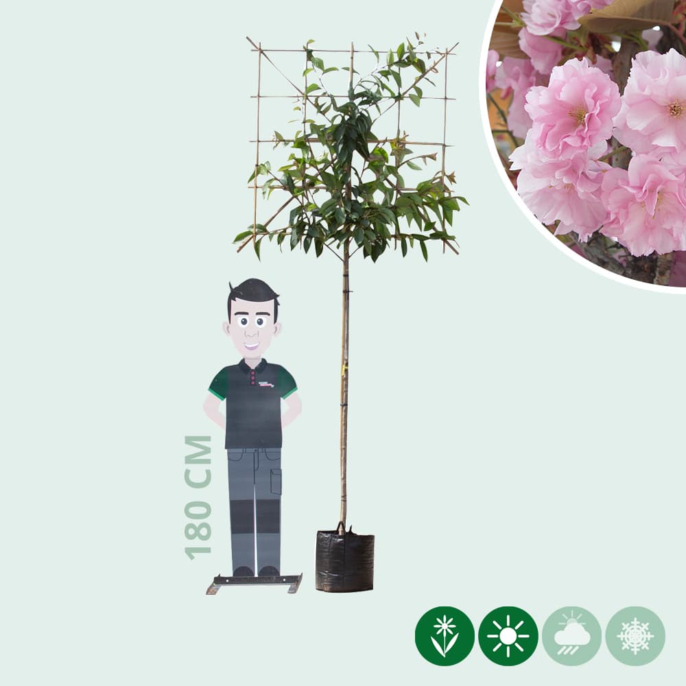 Japanse sierkers leiboom 150 cm