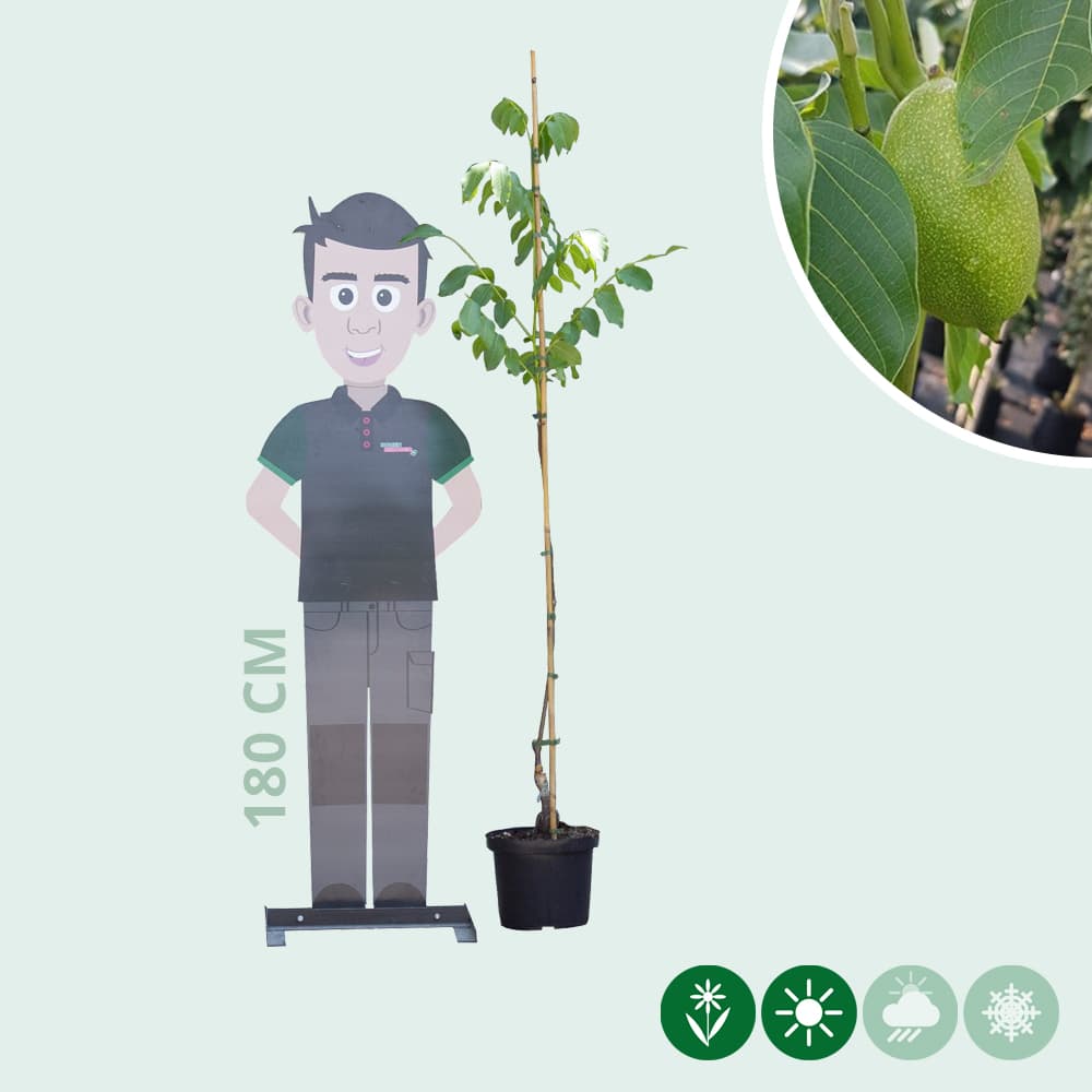 Walnotenboom 'Lange van Lod'