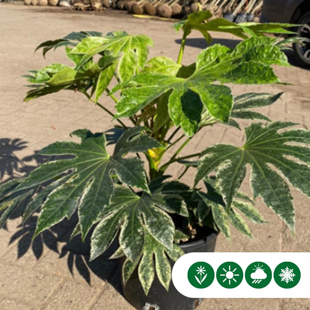 Vingerplant Spiders web