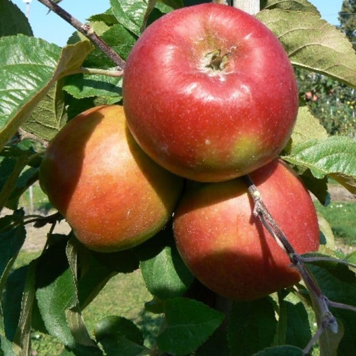 Appelboom Malus domestica 'Santana' 2