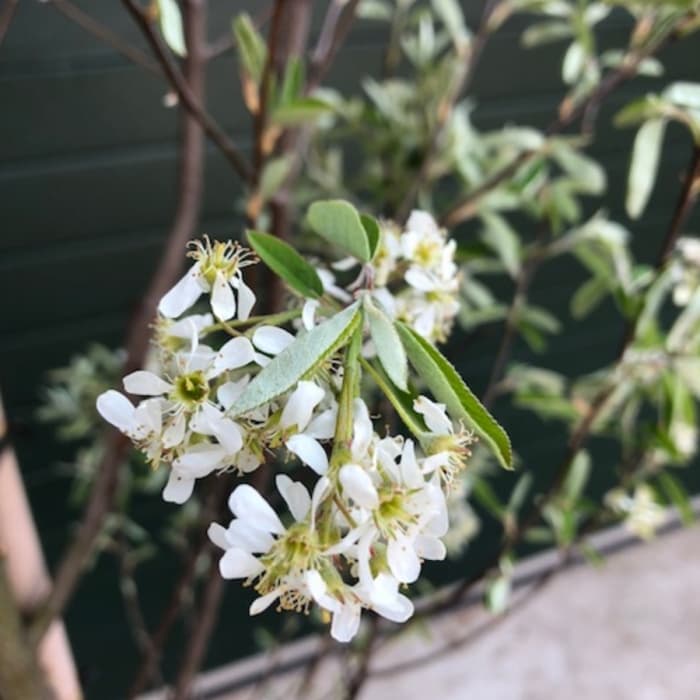 Zuil krentenboom (hoogstam)