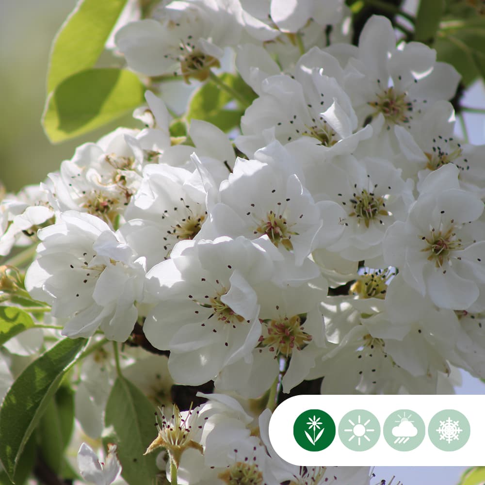 Pyrus c. 'Clapp's Favorite'