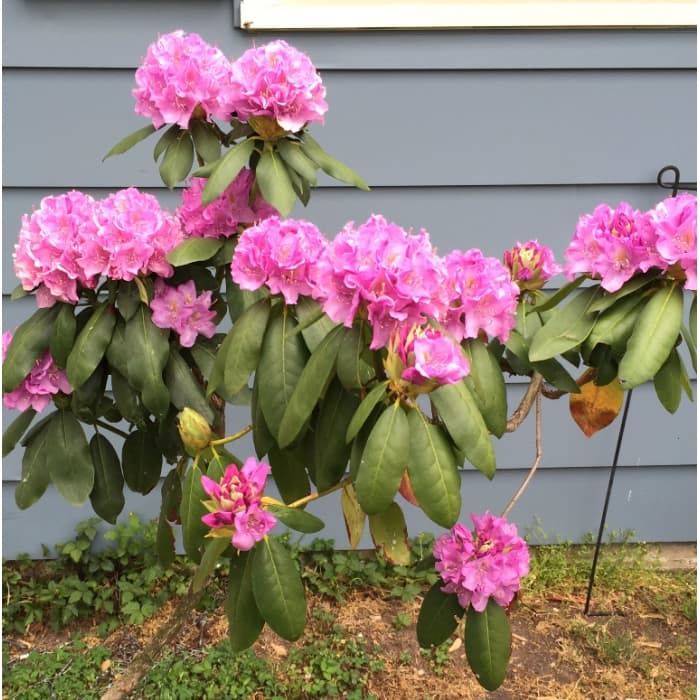 Rhododendron Roseum elegans
