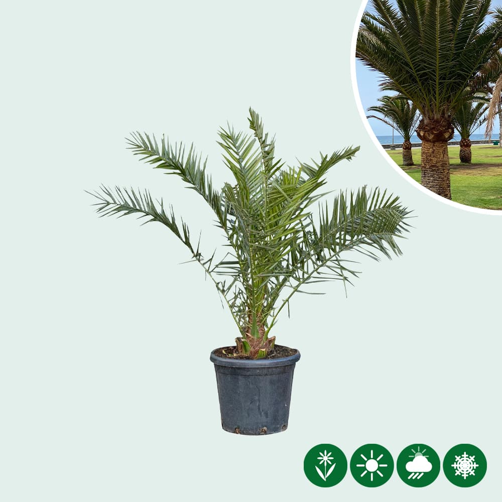 Dadelpalm 125 cm