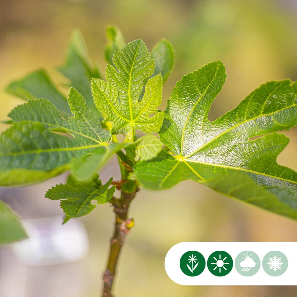 Vijgenboom 'Panachee'