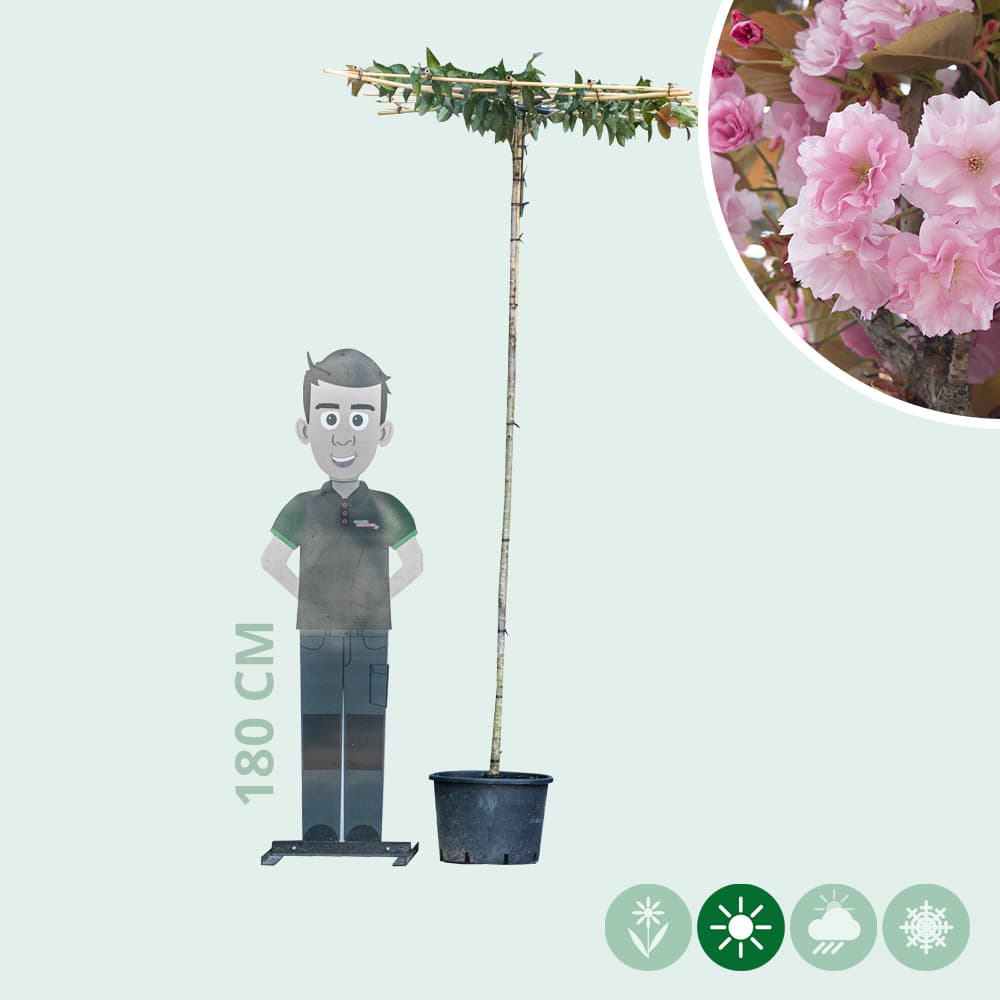 Japanse sierkers als dakboom 200-220 cm stamhoogte